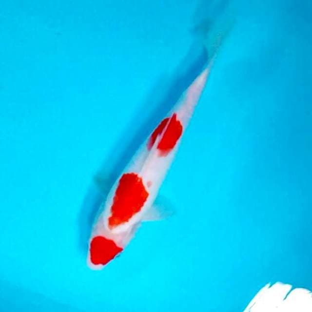 Kohaku # 27cm
