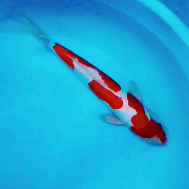 Strong Doitsu Kohaku. Male # 34cm