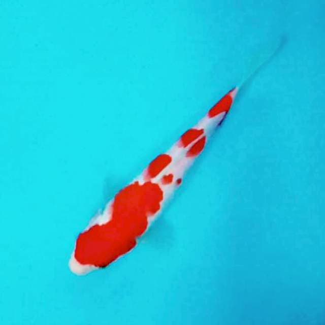 Kohaku Quality # 25cm
