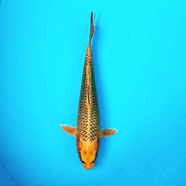 Kin Matsuba # 30cm