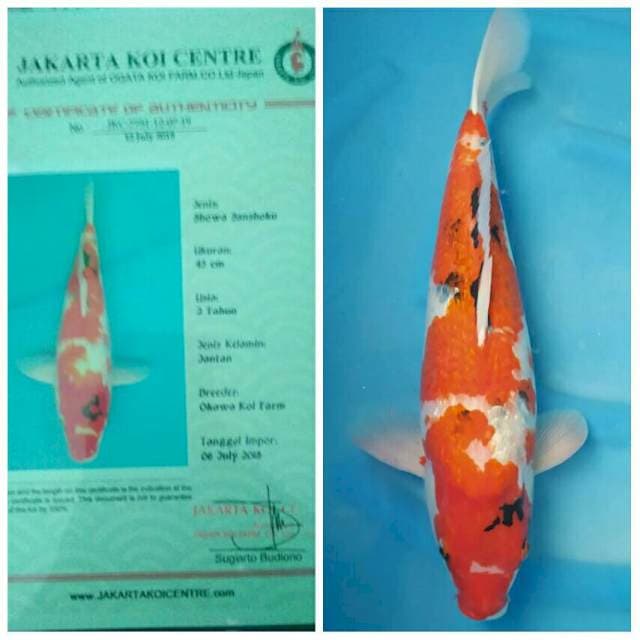 Okawa Jumbo Female Showa Ginrin