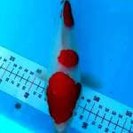 Kohaku bakat jumbo merah