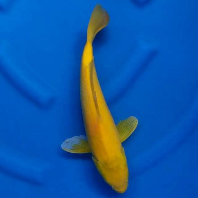 Yamabuki 36cm male