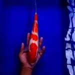 Yondan Kohaku 33cm