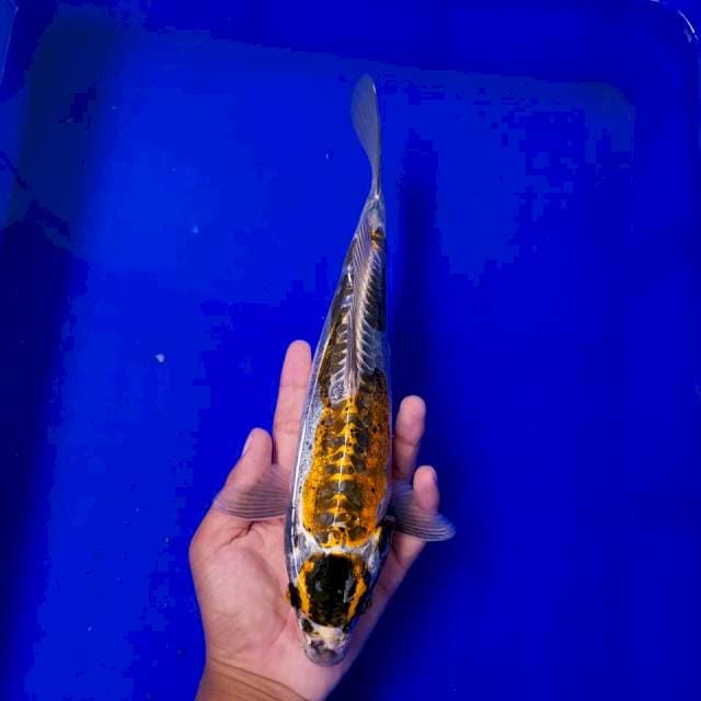 Benikiko 31cm