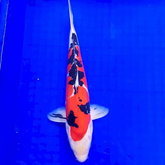 Taisho Shanke Merah Darah 33cm
