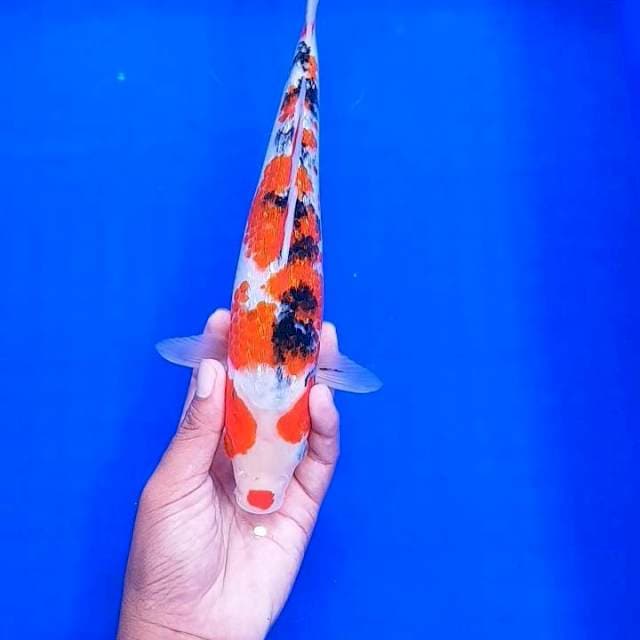 Shanke Ginrind 28cm