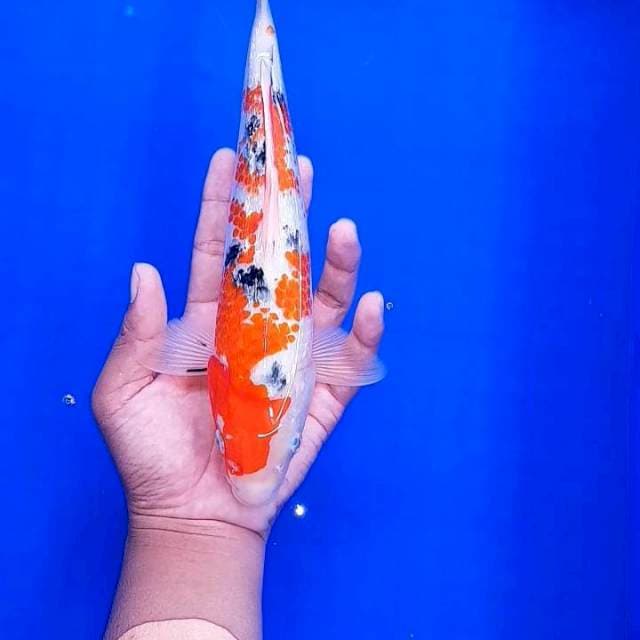 Kanoko Ginrind 28cm