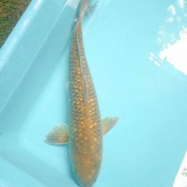 Midori ginrin 40 cm mail