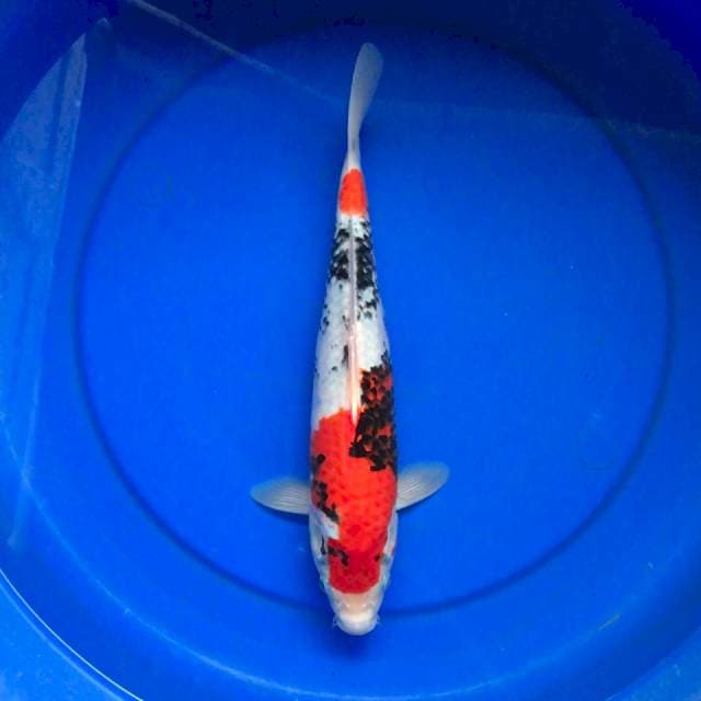 Showa 33cm, male