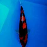 HI SHOWA GINRIN  SQ 35 CM