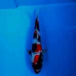 SHOWA Show Quality 23 CM