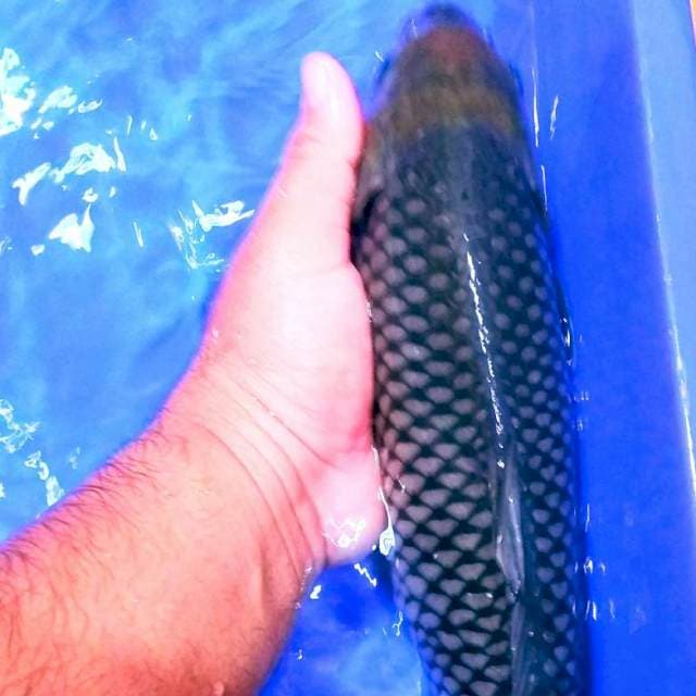 Jumbo soragoi jaring jozz 40bu