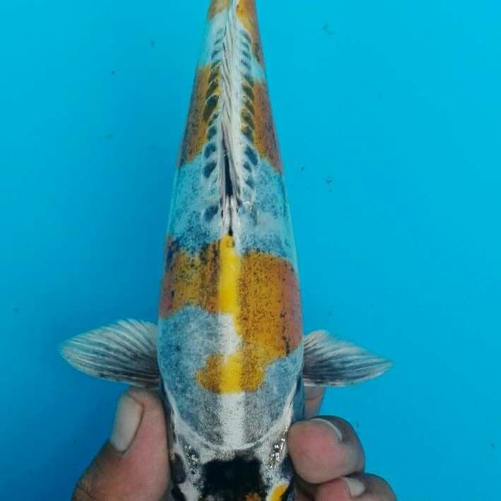 Kabuto