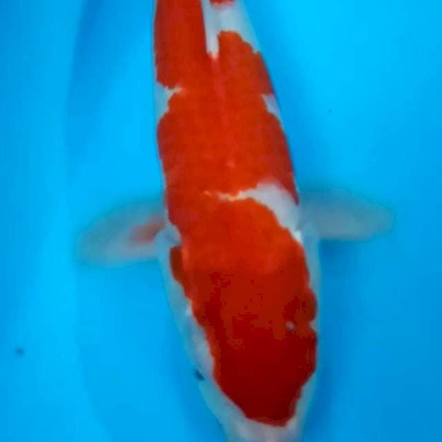 Kohaku jumbo 47 cm female
