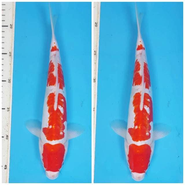 KIOCHI ~ KOHAKU DOITSU ARAGOKE 30CM