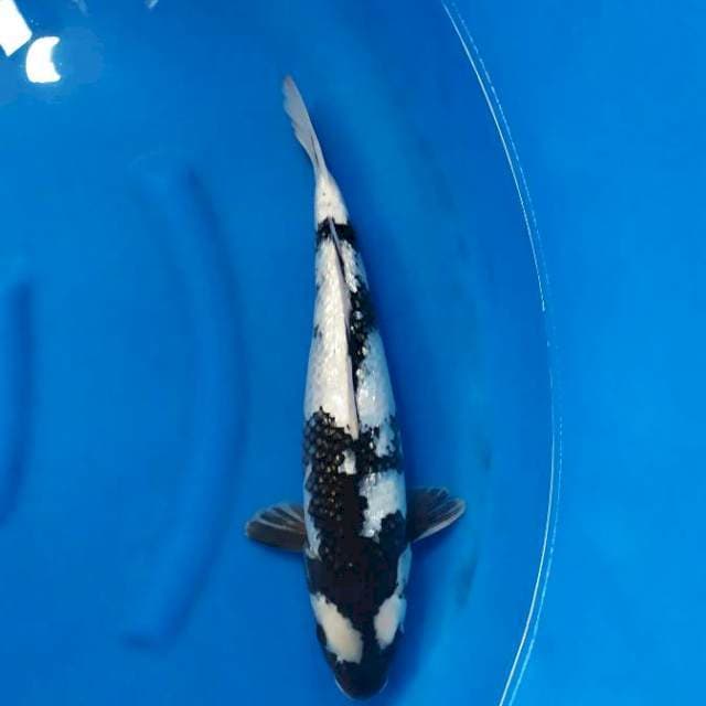 Shiro garang 39cm menawan