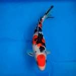 Sanke maruten original 27cm