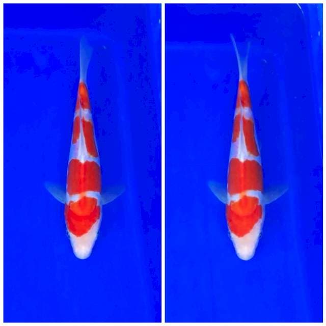 Yondan kohaku 4step, 20BU