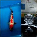 SQ Kindai showa doitsu, serti juara (2x)