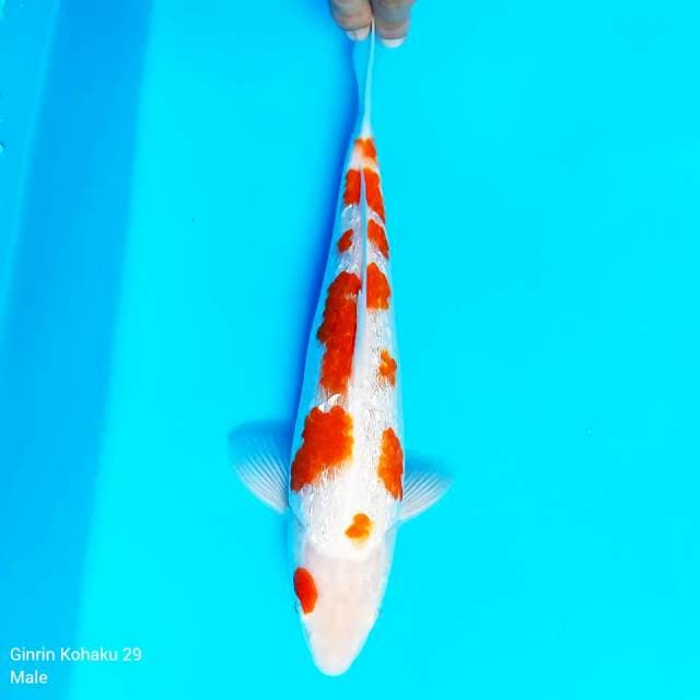 Ginrin Kohaku original