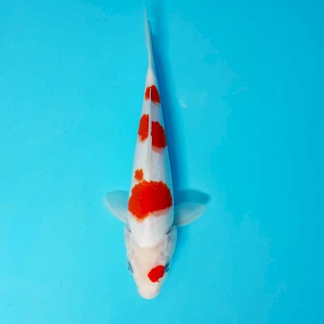 Kohaku male 25 cm