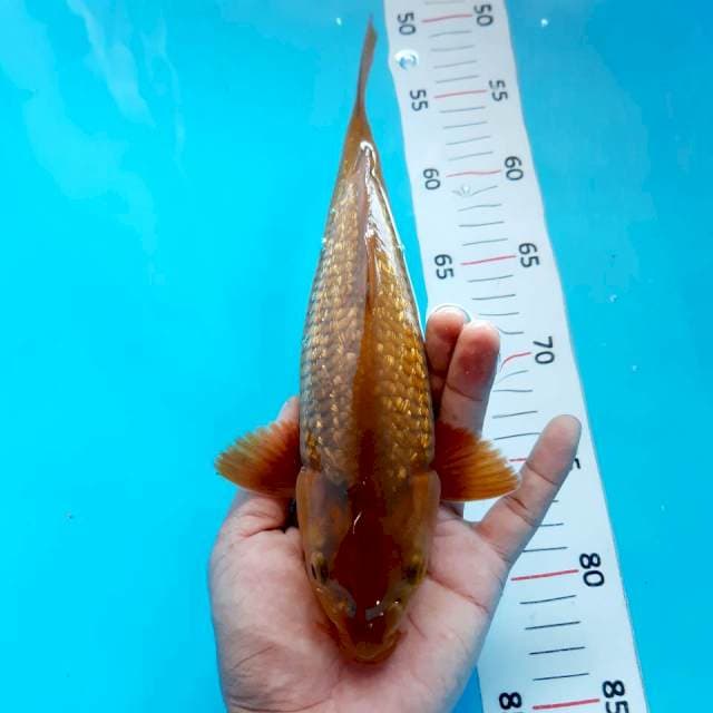 Chagoi ginrin*26cm
