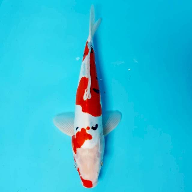 Doit murni 29 cm male