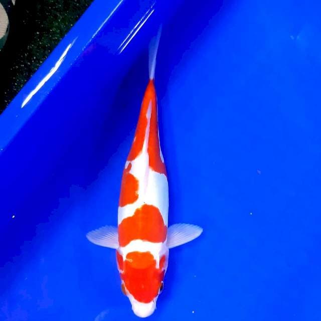 Kohaku doit strong 27 cm