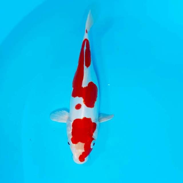 Kohaku doitsu 25 cm