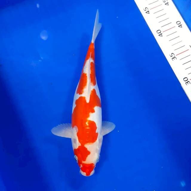 Kohaku doitsu 26 cm
