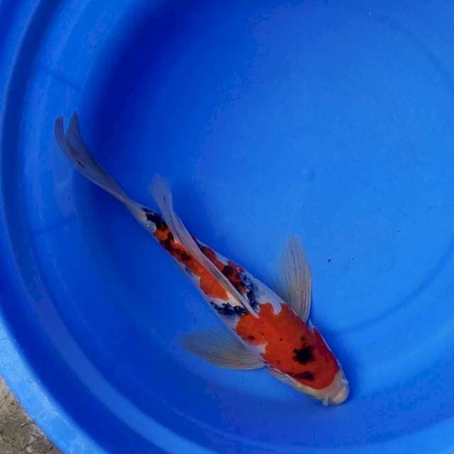 Kumpay sanke 30cm