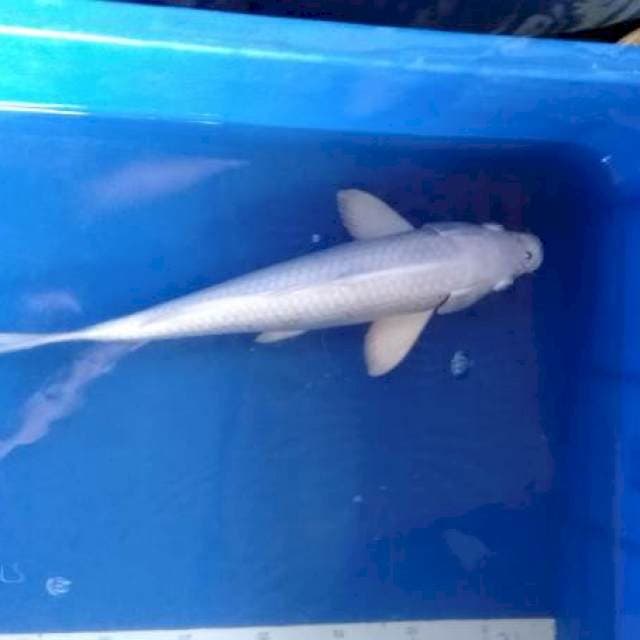 Platinum f1 37 cm