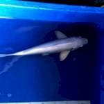 Platinum f1 37 cm