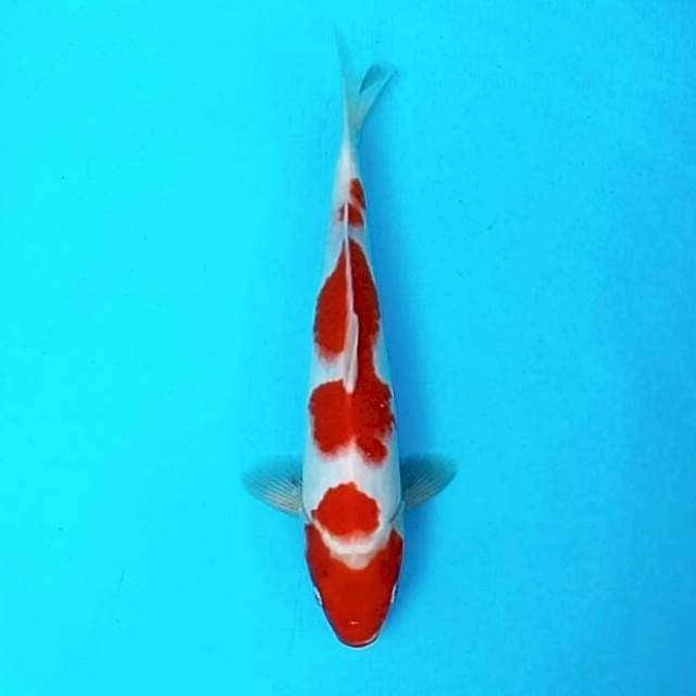 6. Kohaku || 32 cm
