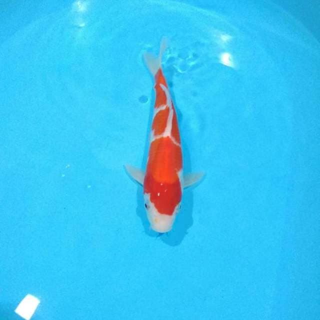 kohaku 25cm
