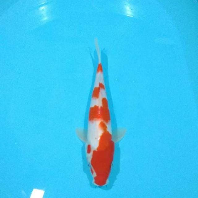 kohaku 25cm