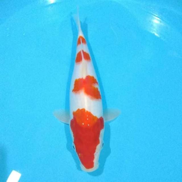 kohaku 30cm
