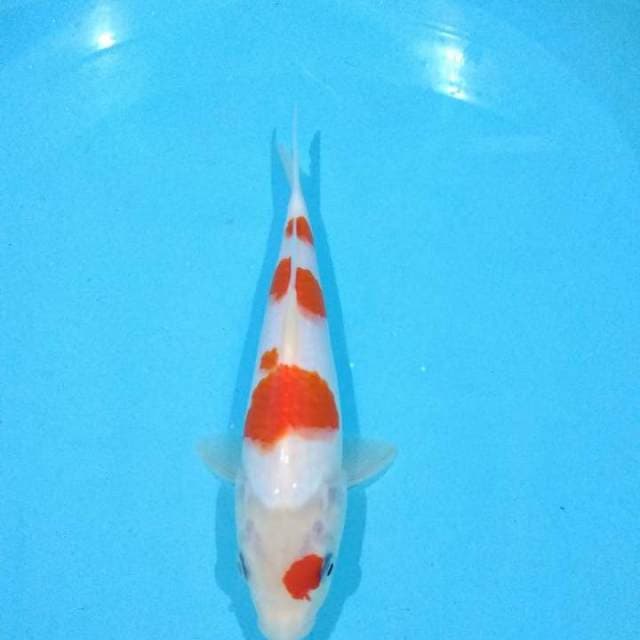 kohaku 25cm