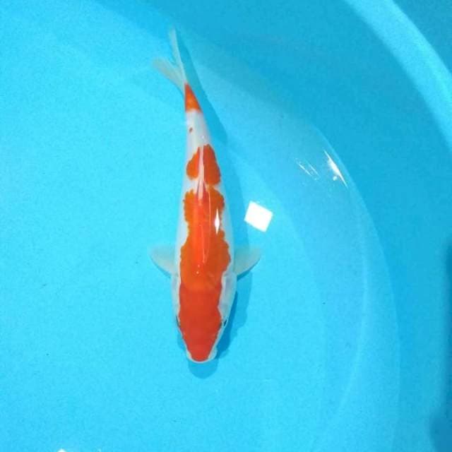 kohaku 25cm