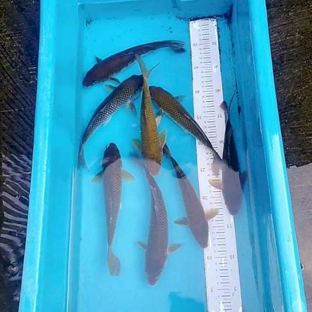 Paket midorigoi 8 ekor