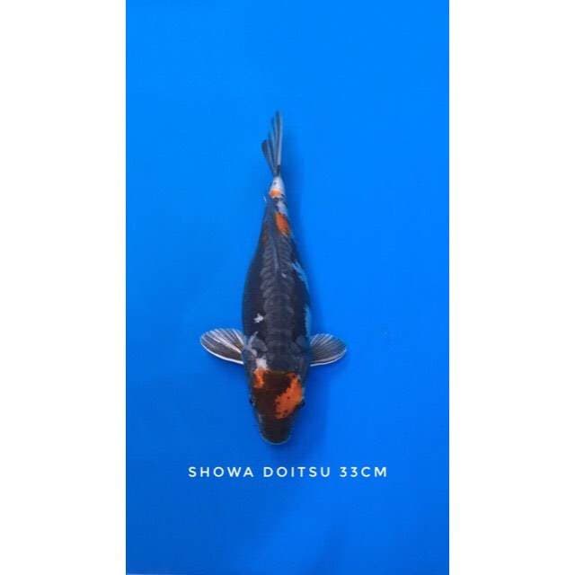showa doitsu