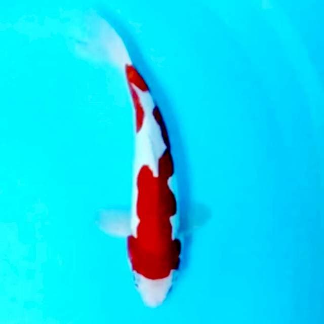 Kohaku doit male 29 cm