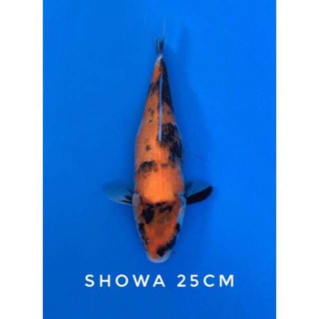 showa 