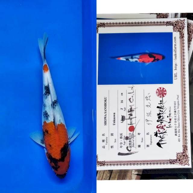 Showa import isa