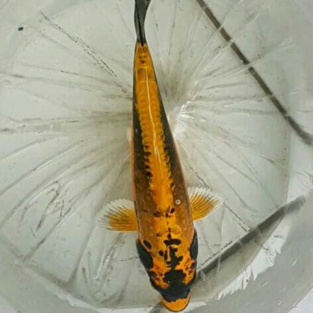 Kin Kabuto Hikari istimewa