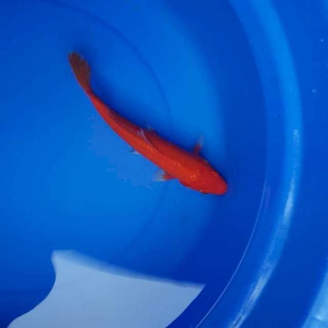 Akahajiro