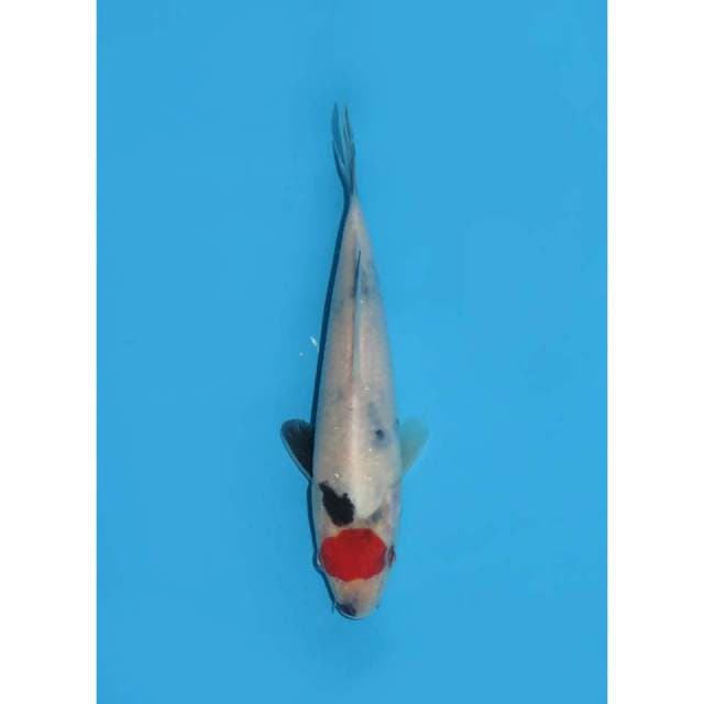 Tancho showa - 16cm