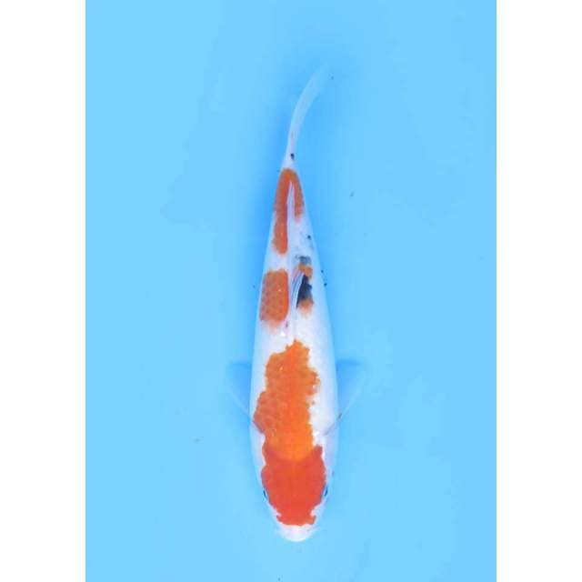 Sanke - 31cm