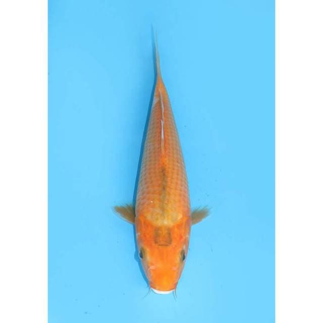 Matsuba - 24cm